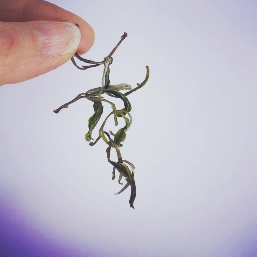 Entangled and elegant tea leaves held between two fingers can bring pleasure when you can't taste tea