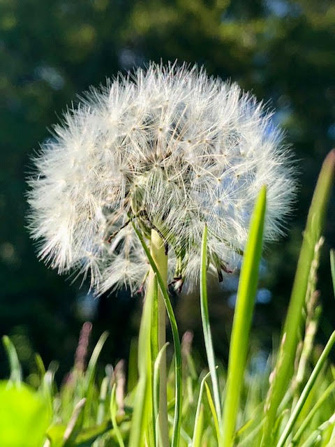 close up of a gentle white dandelion seed ball