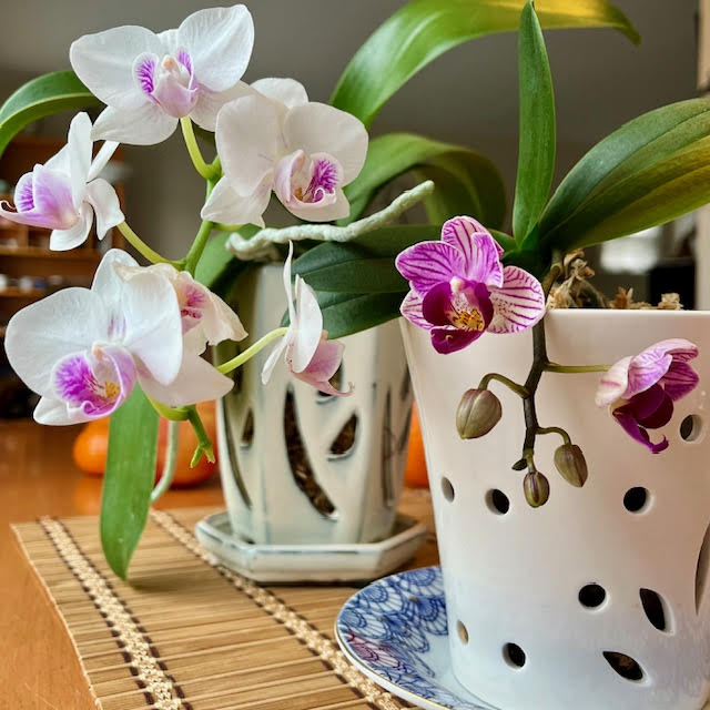 Flowering orchids. A small orchid with fuschia flowers, a larger orchid with white flowers with touches of fuschia.