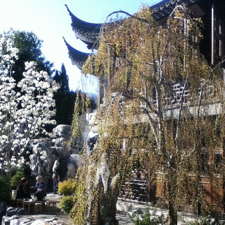 A white flowering tree and a weeping tree in front of the pagoda structure of the teahouse in the Lan Su Chinese Garden.