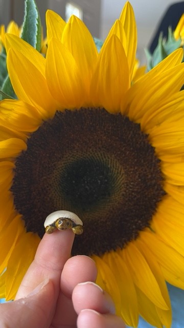 Bonsai, one of the tiny turtle tea pets created by Michell Hovey, sitting on top of a fingertip. A sunflower is in the background.