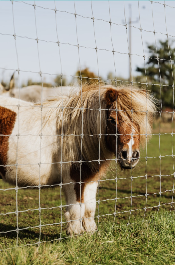 Memory of a reddish brown and white pony with a fluffy mane.