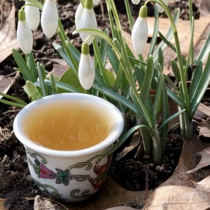 gongfu teacup next to snowdrop flowers. Cover image for March 2024 edition of Tea Infusiast News.