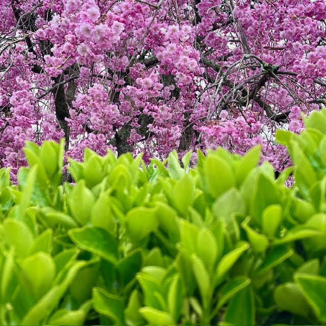 Weeping pink cherry tree blossoming beyond the vibrant green leaves of a hedge.