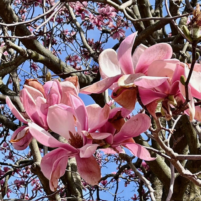 Pink magnolia blossoms
