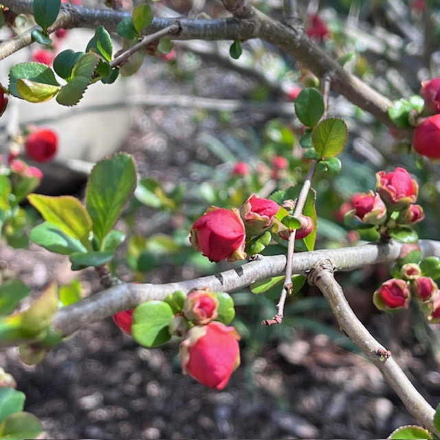 Budding red blossoms