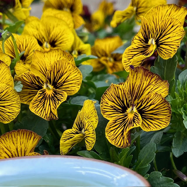Vibrant yellow and dark brown striped pansies next to the rim of a cup of tea