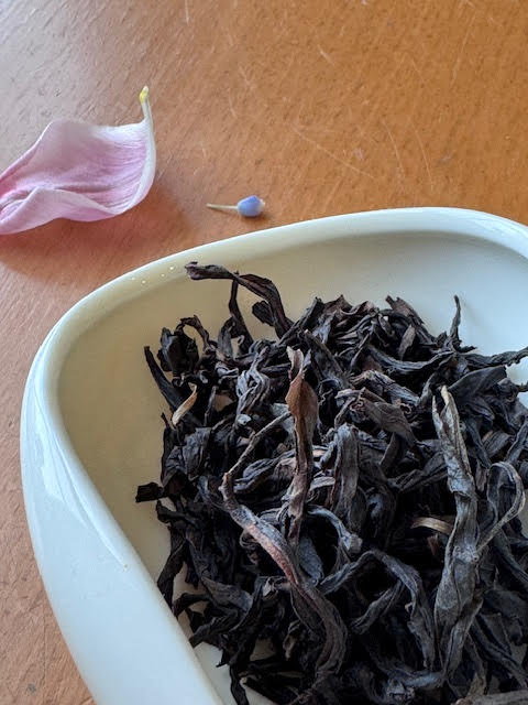 Close up of twisted, dark brown and golden Phoenix Dan Cong tea leaves in a white dish