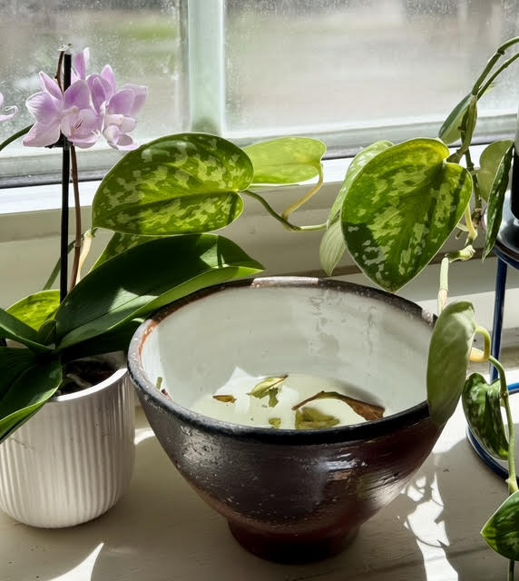 navy and burgundy tea bowl with white interior. A handful of leave leaves are floating in water in the bowl. A pink orchid and variegated ivy are nearby.