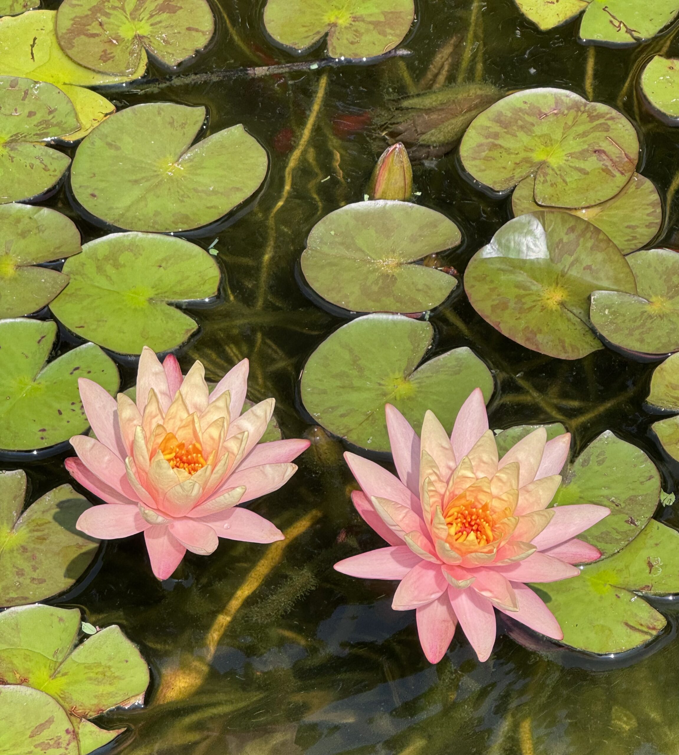 pink blooming water lilies with lily pads